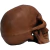 Resin Cranium Skulls en internet