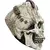 Franky Skull en internet