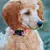 Colar personalizado com etiqueta de identificação para animais de estimação, - loja online