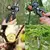 1 pcs ferramentas de jardim chopper tesoura de poda de árvores frutíferas teso - loja online