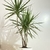 DRACENA MARGINATA - Plantas de Jarrito