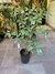 FICUS BENJAMINA en internet