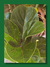 FICUS PANDURATA en internet