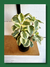 PEPEROMIA en internet