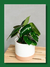 PEPEROMIA - Plantas de Jarrito