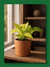 POTHUS LEMON - comprar online