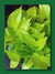 POTHUS LEMON en internet