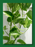 POTHUS en internet