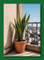SANSEVIERIA VARIEGADA - comprar online