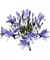AGAPHANTHUS FLOR LILA en internet