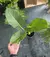 ALOCACIA OREJA DE ELEFANTE - Plantas de Jarrito