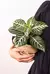 APHELANDRA - comprar online