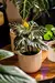APHELANDRA - Plantas de Jarrito