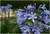 AGAPHANTHUS FLOR LILA - Plantas de Jarrito