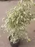 FICUS STARLIGHT - Plantas de Jarrito