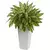 AGLAONEMA PATAYA - Plantas de Jarrito