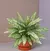 AGLAONEMA PATAYA - tienda online