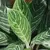 AGLAONEMA PATAYA en internet