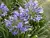 AGAPHANTHUS FLOR LILA - comprar online