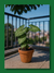 SINGONIUM - Plantas de Jarrito