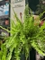 HELECHO SERRUCHO - Plantas de Jarrito