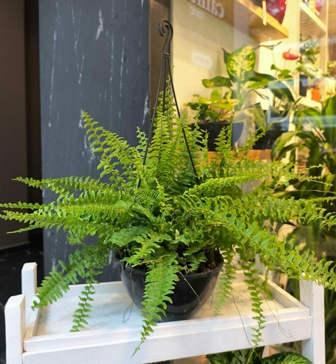 HELECHO SERRUCHO - comprar online