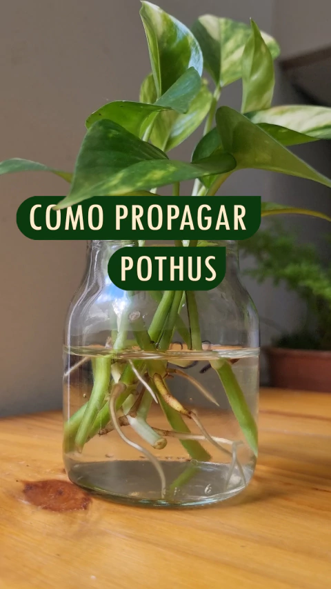 Video de Plantas de Jarrito