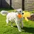 Sonho de Pato: Pelúcia Resistência para Cães - Happy Pets Universe