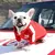"Aquecendo Patinhas: Jaqueta de Inverno para Cães Pequenos e Médios" - loja online