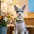 Coleira de cachorro personalizada com brilho - Happy Pets Universe