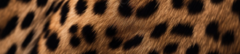 Banner de la categoría GARRA DE VID 