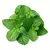 MENTA (x Paquete)