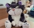 Gato Enojón en internet