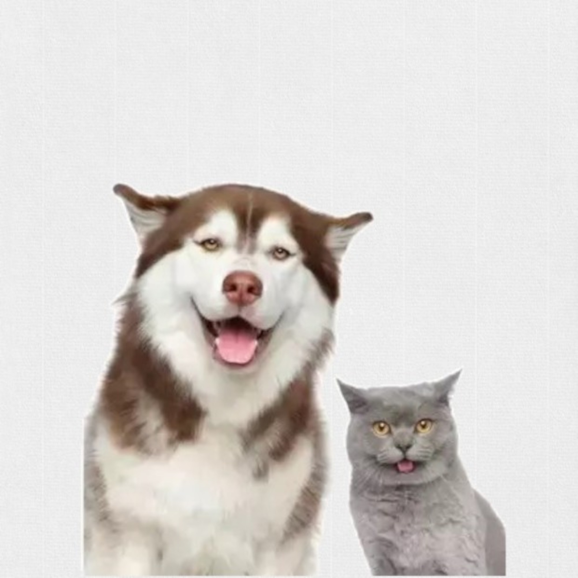  Pet Lovers