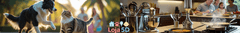 Banner da categoria Casa & Jardim