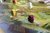 Viticulture: Edición Esencial