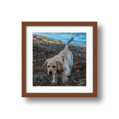 "Explorador" - comprar online