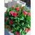 BUXINHO REDONDO ROSAS 18CM HQ240423 D18 - Jardimdepedraloja