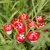 50 peças mini cogumelo vermelho jardim pontilhado pequeno vaso diy brinquedo ca