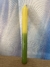 Vela palito 18cm bicolor - opções de cores na internet