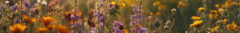 Banner de la categoría Flores de Bach