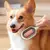 Escova Para Pet - PetBrush - loja online