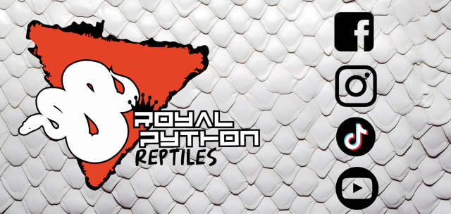 Royal Python Reptiles