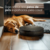 Robô Aspirador E Passa Pano Smart Pet Bivolt - Ropo - comprar online