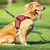 PRETAL ACOLCHONADO PARA PERROS Saturno ™ - comprar online
