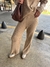 Imagen de Pantalón Tejido Una Ternuraaaa Camel
