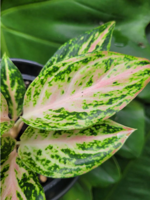 Aglaonema butterfly