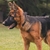 Collar de cuero para perros - comprar online