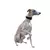 Collar Perro Galgo Acolchado Ergocomfort Cw 15/32 - Ferplast