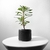 Vaso Anver